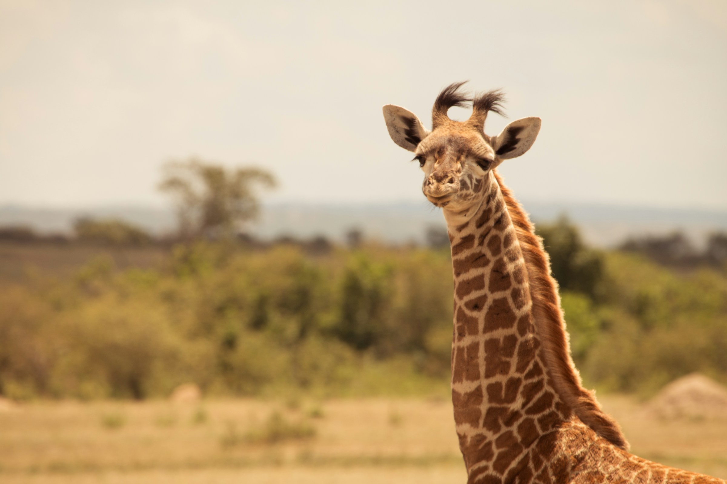 11-Day Magical Kenya Safari